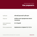Калибрахоа MiniFamous Neo Salmon Pink + Eye (срез/5шт) — как укоренить черенок