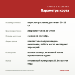 Калибрахоа MiniFamous Uno Bakari (срезы/5шт) — параметры сорта