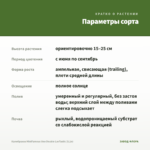 Калибрахоа MiniFamous Uno Double LavTastic (0,1л) — параметры сорта