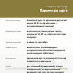 Калибрахоа MiniFamous Uno Double White Pink Vein (срезы/5шт) — параметры сорта