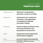 Калибрахоа MiniFamous Uno Double White Pink Vein (срезы/5шт) — параметры сорта