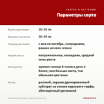 Калибрахоа Neo Orange + Red Eye (срезы 5 шт) — параметры сорта