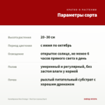 Калибрахоа Neo Orange + Red Eye (срезы/5шт) — параметры сорта