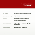 Калибрахоа Neo Orange + Red Eye (срезы/5шт) — что приедет