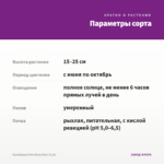 Калибрахоа Neo Royal Blue (0,1л) — параметры сорта