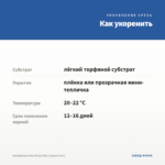Калибрахоа Neo Royal Blue (срезы 5 шт) — как укоренить черенок