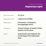 Калибрахоа Neo Royal Blue (срезы/5шт) — параметры сорта