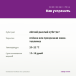 Калибрахоа Neo Royal Blue (срезы/5шт) — как укоренить черенок