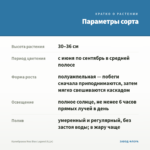 Калибрахоа Noa Blue Legend (0,1л) — параметры сорта