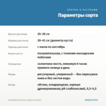 Калибрахоа Noa Blue Legend (срез/5шт) — параметры сорта
