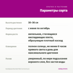 Калибрахоа Noa Dark Pink Carnival (0,1л) — параметры сорта