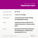 Калибрахоа Noa Dark Pink Carnival (срез/5шт) — параметры сорта