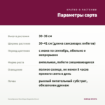 Калибрахоа Noa Mega Magenta (0,1л) — параметры сорта