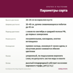 Калибрахоа Noa Mega Magenta (срезы/5шт) — параметры сорта