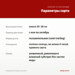 Калибрахоа Noa Papaya (срез/5шт) — параметры сорта