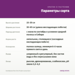 Калибрахоа Noa Ultra Purple (срезы/5шт) — параметры сорта