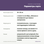 Калибрахоа Ombre Blue (срезы/5шт) — параметры сорта