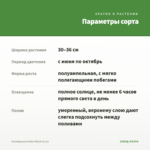 Калибрахоа Ombre Blush (0,1л) — параметры сорта