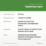 Калибрахоа Ombre Blush (срез/5шт) — параметры сорта
