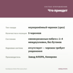 Калибрахоа Ombre Pink (срезы/5шт) — что приедет