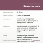 Калибрахоа Ombre Pink (срезы/5шт) — параметры сорта