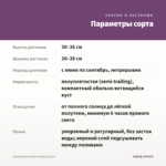 Калибрахоа Ombre Purple (0,1л) — параметры сорта
