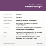 Калибрахоа Ombre Purple (0,1л) — параметры сорта