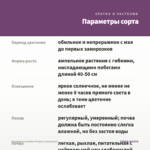 Калибрахоа Ombre Purple (срезы/5шт) — параметры сорта
