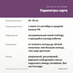 Калибрахоа Ombre Purple (срезы/5шт) — параметры сорта