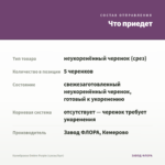 Калибрахоа Ombre Purple (срезы/5шт) — что приедет