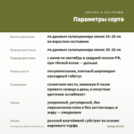 Калибрахоа Ombre Yellow (0,1л) — параметры сорта