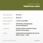 Калибрахоа Ombre Yellow (срезы/5шт) — параметры сорта