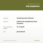 Калибрахоа Ombre Yellow (срезы/5шт) — как укоренить черенок