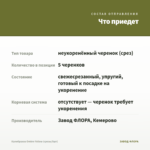 Калибрахоа Ombre Yellow (срезы/5шт) — что приедет