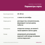 Калибрахоа Петхоа SuperCal Violet (0,1л) — параметры сорта