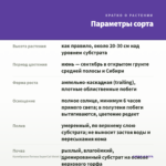 Калибрахоа Петхоа SuperCal Violet (0,1л) — параметры сорта