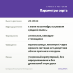 Калибрахоа Петхоа SuperCal Violet (срез/5шт) — параметры сорта