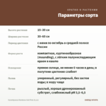 Калибрахоа Rainbow Hot Pink (0,1л) — параметры сорта