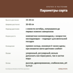 Калибрахоа Rainbow Hot Pink (срез/5шт) — параметры сорта