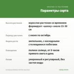 Калибрахоа Rainbow Hot Pink (срез/5шт) — параметры сорта