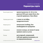 Калибрахоа Rave Blue (срезы 5 шт) — параметры сорта