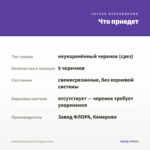 Калибрахоа Rave Blue (срезы 5 шт) — что приедет