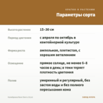 Калибрахоа Rave Cherry (0,1л) — параметры сорта