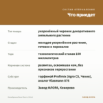 Калибрахоа Rave Cherry (0,1л) — что приедет