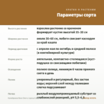 Калибрахоа Rave Cherry (срезы 5 шт) — параметры сорта