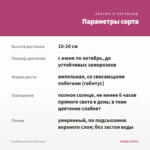 Калибрахоа Rave Pink (0,1л) — параметры сорта