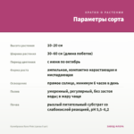 Калибрахоа Rave Pink (срезы 5 шт) — параметры сорта
