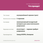 Калибрахоа Rave Pink (срезы 5 шт) — что приедет