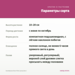 Калибрахоа Rave Pink (срезы/5шт) — параметры сорта