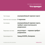Калибрахоа Rave Pink (срезы/5шт) — что приедет